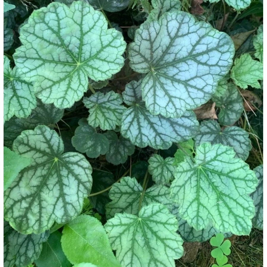 Heuchera Venus Żurawka Heuchera Venus Żurawka