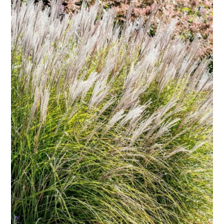 Miscanthus sinensis Elegance Miskant chiński