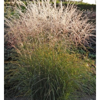Miscanthus sinensis Elegance Miskant chiński