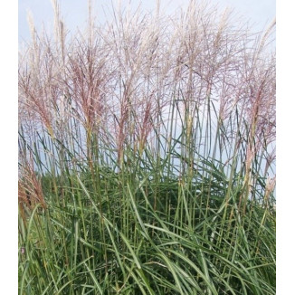 Miscanthus sinensis Sirene Miskant