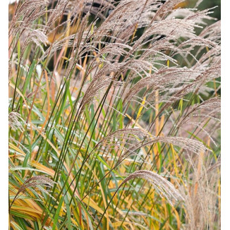 Miscanthus sinensis Sirene Miskant