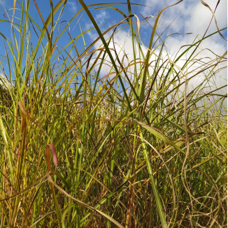Miscanthus sinensis Autumn Red Miskant