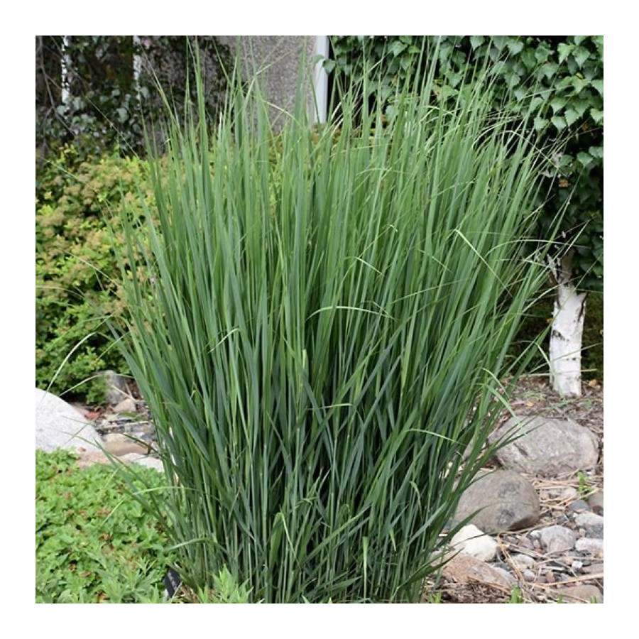 panicum