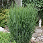 panicum panicum