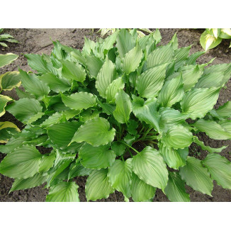 Hosta Stirfry Funkia