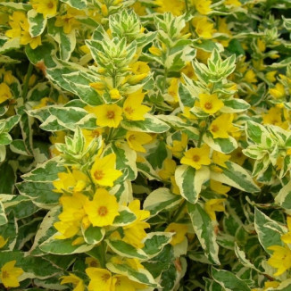Lysimachia punctata Alexander Tojeść kropkowana