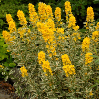 Lysimachia punctata Alexander Tojeść kropkowana