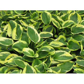 Hosta Twilight Funkia