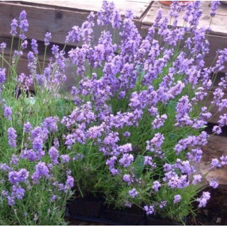 Lavandula angustifolia Aromatico Blue Lawenda wąskolistna