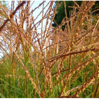 Miscanthus sinensis Zwerg Zebra Miskant chiński