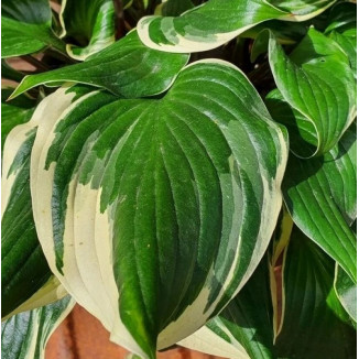 Hosta Sorbet Funkia