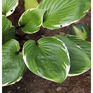Hosta Sorbet Funkia