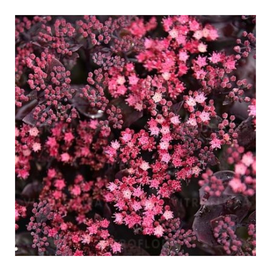 Sedum hybridum Globe Purple Rozchodnik