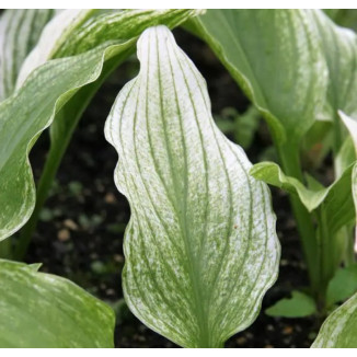 Hosta Zebra Stripes Funkia