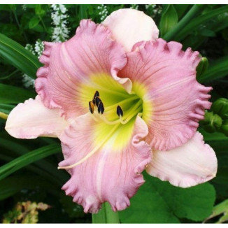 Hemerocallis Lace Babydoll...