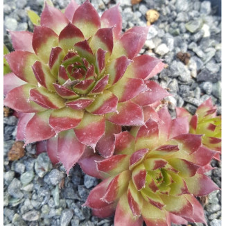 Sempervivum Wittenburg Rojnik
