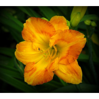 Hemerocallis  Margaret Seawright Liliowiec