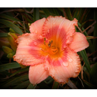 Hemerocallis Martha Fawcett