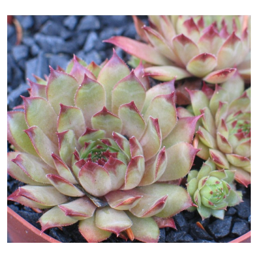Sempervivum Spinell Rojnik