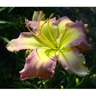 Hemerocallis Regency Heights