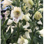 Digitalis purpurea Dottie White Naparstnica purpurowa