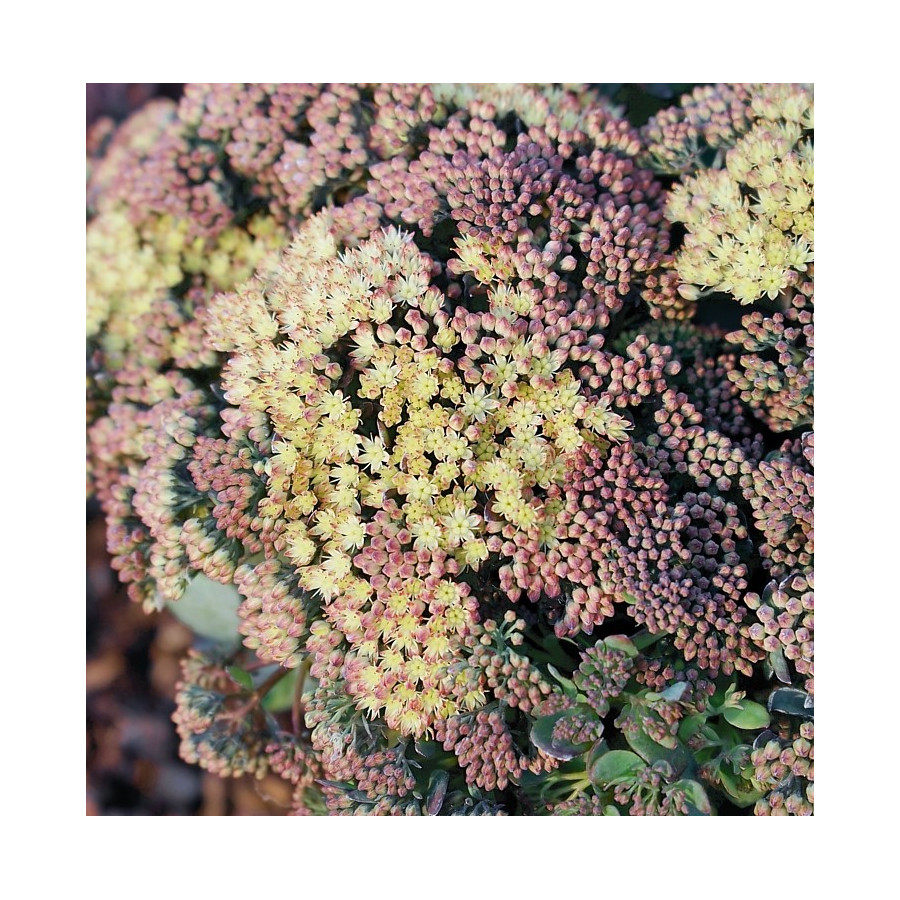 Sedum hybridum Globe Yellow Rozchodnik