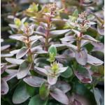 Sedum hybridum Globe Yellow Rozchodnik