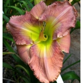 Hemerocallis Shadow Warrior Liliowiec