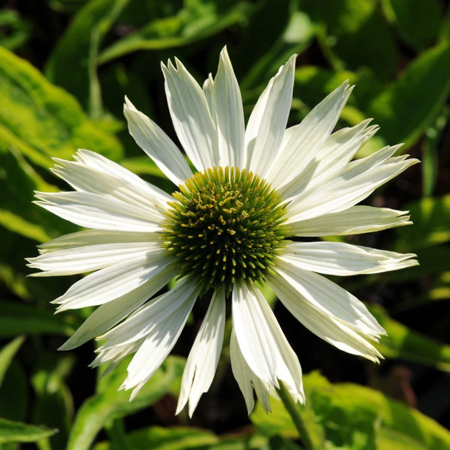 Echinacea Virgin Jeżówka Echinacea Virgin Jeżówka