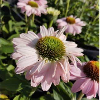 Echinacea SunSeekers Blush...