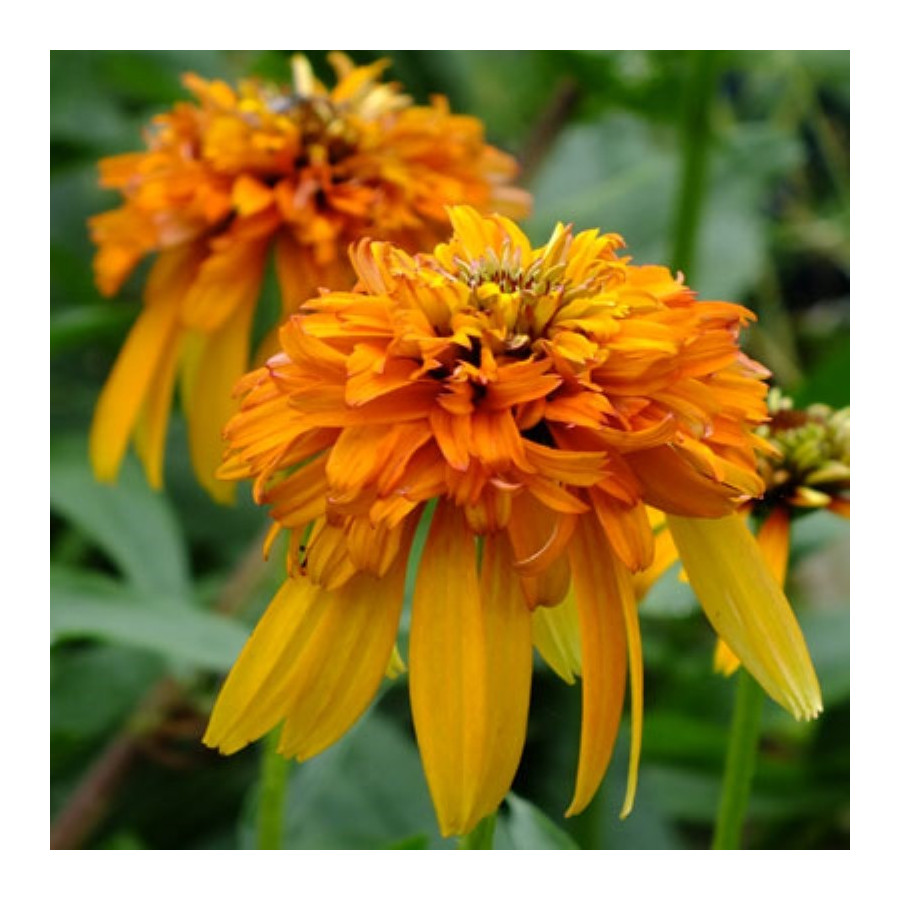 Echinacea Marmalade Jeżówka