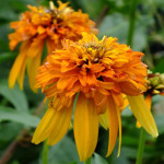 Echinacea Marmalade Jeżówka Echinacea Marmalade Jeżówka