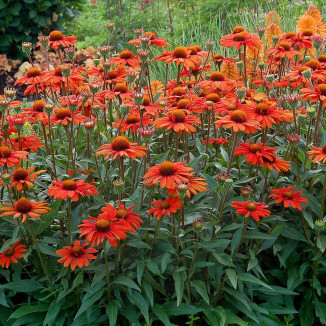 Echinacea Kismet Intense Orange Jeżówka