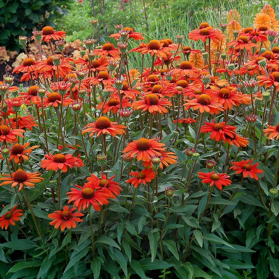 Echinacea Kismet Intense Orange Jeżówka Echinacea Kismet Intense Orange Jeżówka