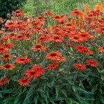 Echinacea Kismet Intense Orange Jeżówka Echinacea Kismet Intense Orange Jeżówka