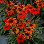 Echinacea Kismet Intense Orange Jeżówka Echinacea Kismet Intense Orange Jeżówka
