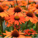 Echinacea Kismet Intense Orange Jeżówka Echinacea Kismet Intense Orange Jeżówka