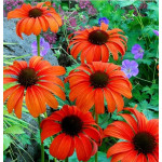 Echinacea Kismet Intense Orange Jeżówka Echinacea Kismet Intense Orange Jeżówka