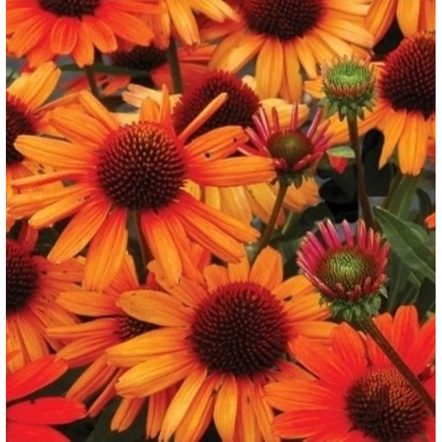 Echinacea Kismet Intense Orange Jeżówka