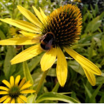 Echinacea Fountain yellow Jeżówka