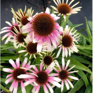 Echinacea Fountain Pink Eye Jeżówka