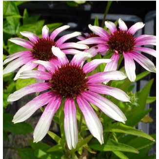 Echinacea Fountain Pink Eye Jeżówka