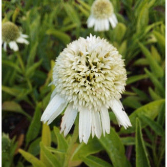 Echinacea Delicious Nougat Jeżówka
