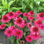 Echinacea Delicious Candy Jeżówka Echinacea Delicious Candy Jeżówka