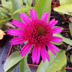 Echinacea Delicious Candy Jeżówka Echinacea Delicious Candy Jeżówka
