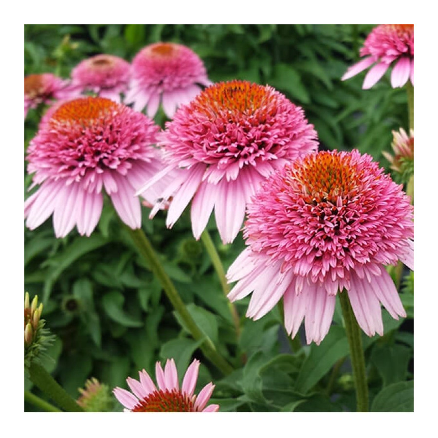Echinacea Butterfly Kisses Jeżówka Echinacea Butterfly Kisses Jeżówka