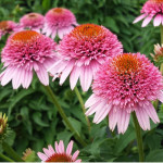 Echinacea Butterfly Kisses Jeżówka Echinacea Butterfly Kisses Jeżówka
