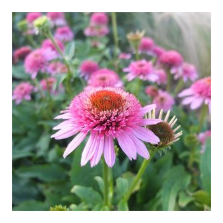 Echinacea Butterfly Kisses Jeżówka