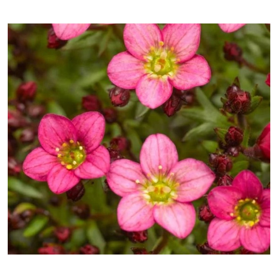 Saxifraga arendsii Floral Carpet/Blutenteppich Skalnica Arendsa