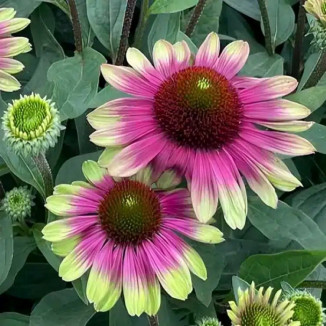 Echinacea Sweet Sandia Jeżówka